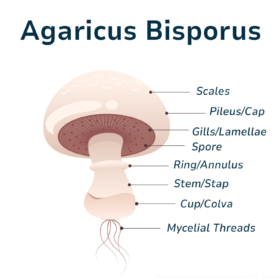 Button Mushroom Anatomy