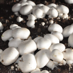 Snowfarmfresh Button mushroom Distributor retailer producer