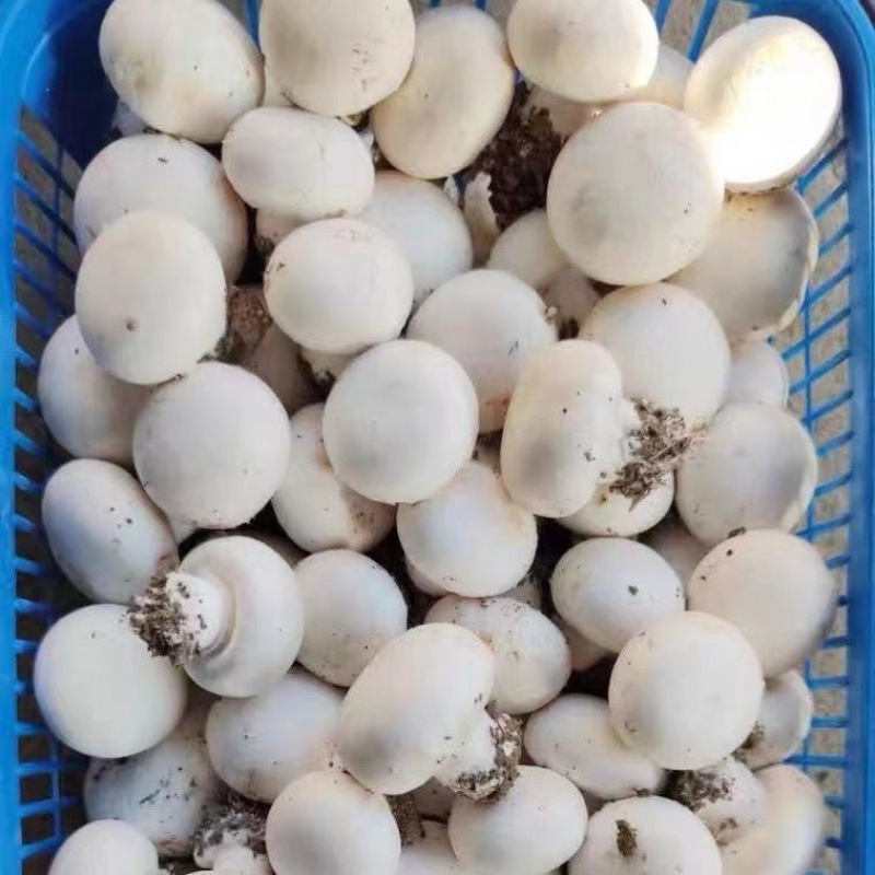 SnowFarmfresh.com Factory photos mushroom production
